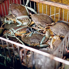 4. Crustaceans or Shellfish 4. Crustaceans or Shellfish