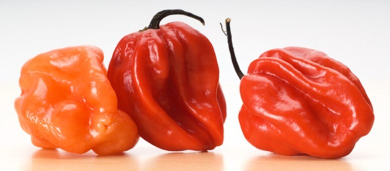 Dragon’s breath, The hottest chilli pepper in the world Dragon’s breath, The hottest chilli pepper in the world