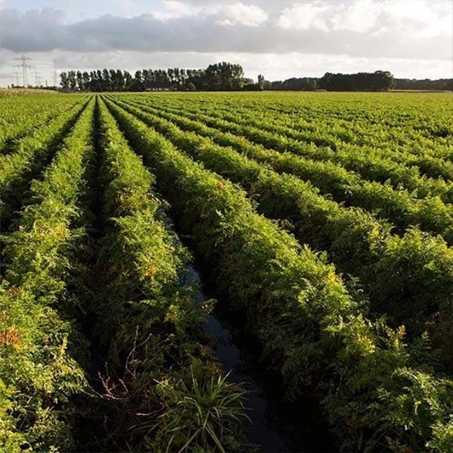 Cam Kết Phát Triển Bền Vững