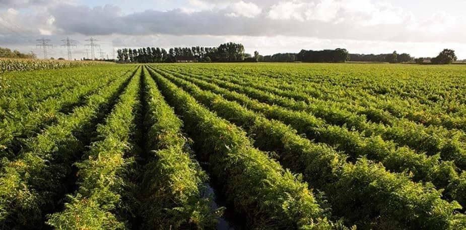 Cam Kết Phát Triển Bền Vững