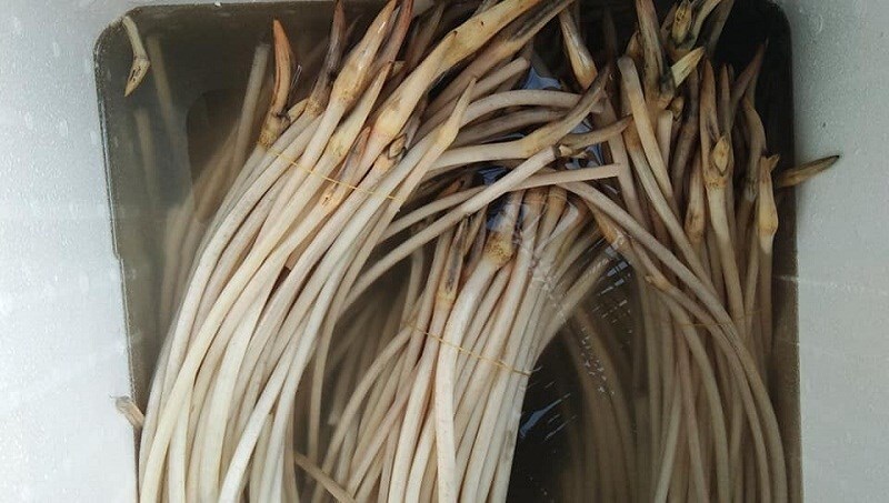 Cách lựa chọn ngó sen đơn giản dựa vào độ dài Cách lựa chọn ngó sen đơn giản dựa vào độ dài