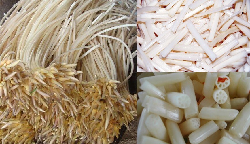Cách chọn mua ngó sen dựa vào hình dáng Cách chọn mua ngó sen dựa vào hình dáng