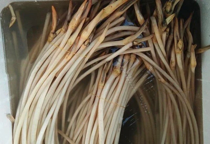 Cách lựa chọn ngó sen đơn giản dựa vào độ dài Cách lựa chọn ngó sen đơn giản dựa vào độ dài