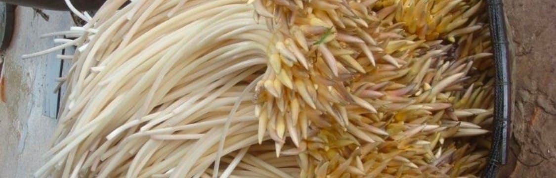 Ngó Sen Là Gì? Tác Dụng Không Ngờ Của Ngó Sen Đối Với Sức Khỏe