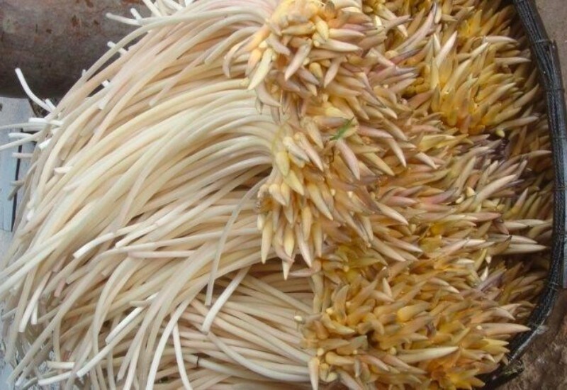 Tìm hiểu ngó sen tiếng anh là gì và các thông tin hữu ích liên quan Tìm hiểu ngó sen tiếng anh là gì và các thông tin hữu ích liên quan
