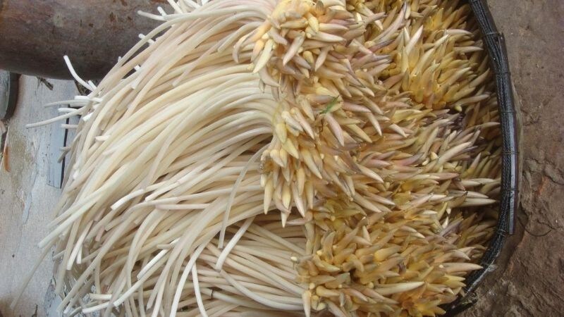 Tìm hiểu ngó sen tiếng anh là gì và các thông tin hữu ích liên quan Tìm hiểu ngó sen tiếng anh là gì và các thông tin hữu ích liên quan